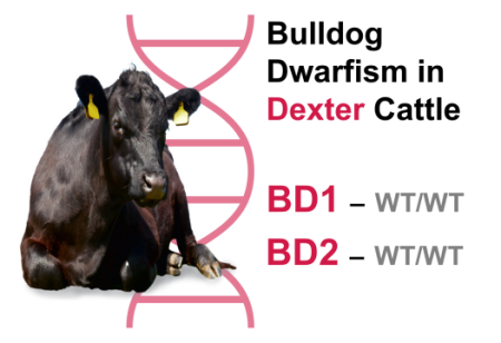 Dexter Bulldog